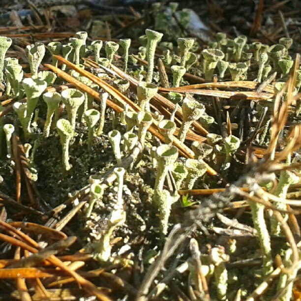 Plantas con formas de copa