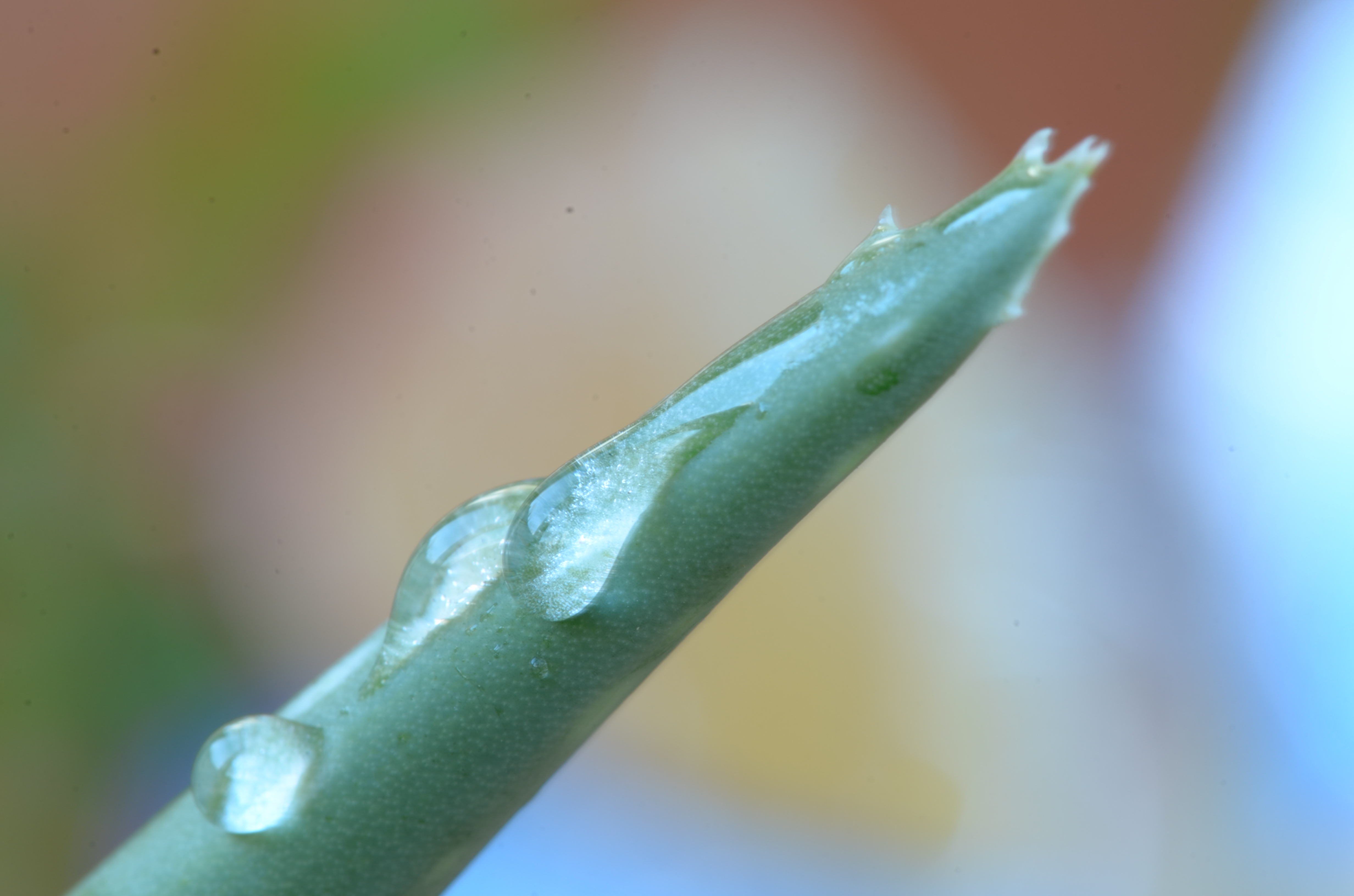 Primeras gotas