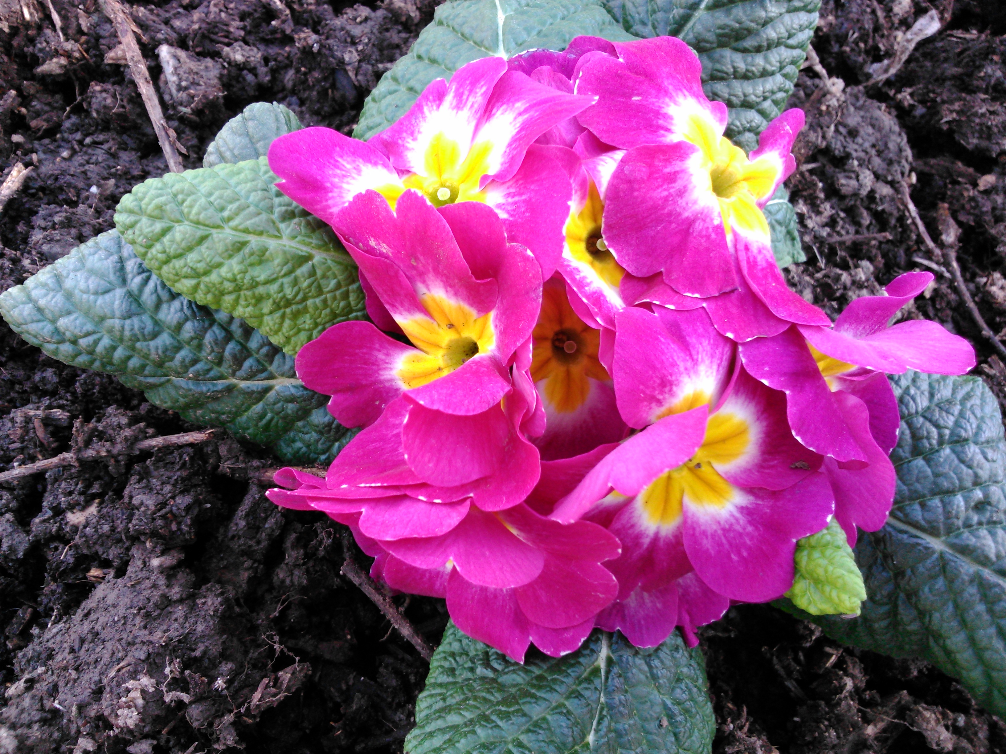 Prímula obconica (primula)