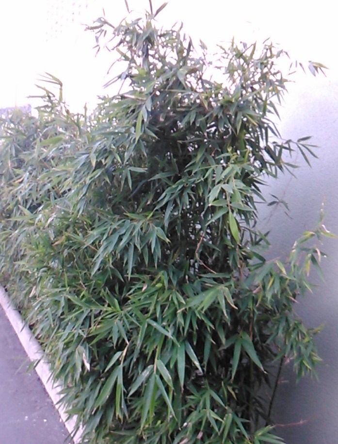Pseudosasa japónica (variedad  de bambú pequeño)