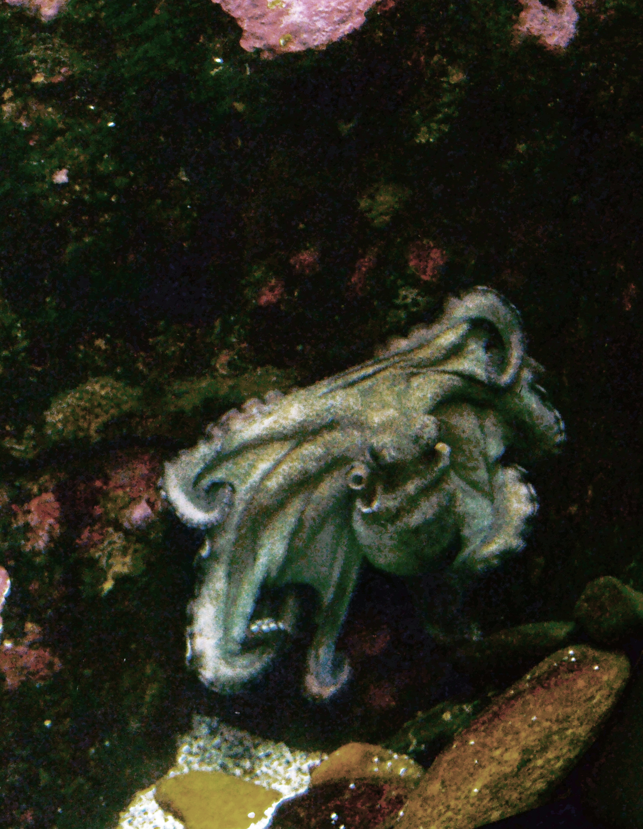 Pulpo
