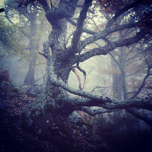 Roble