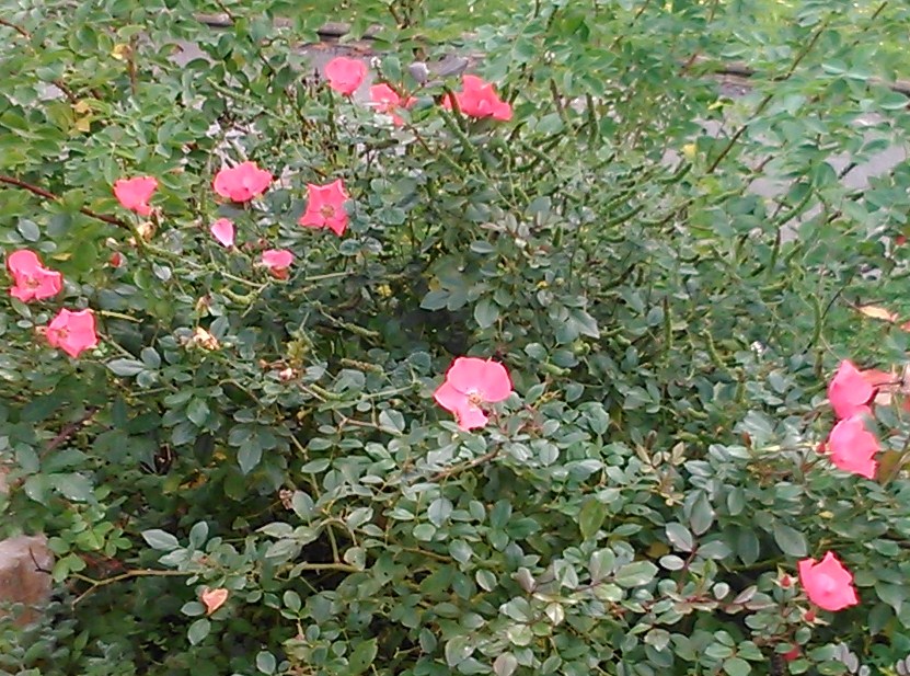 Rosa silvestre (Rosa gallica)