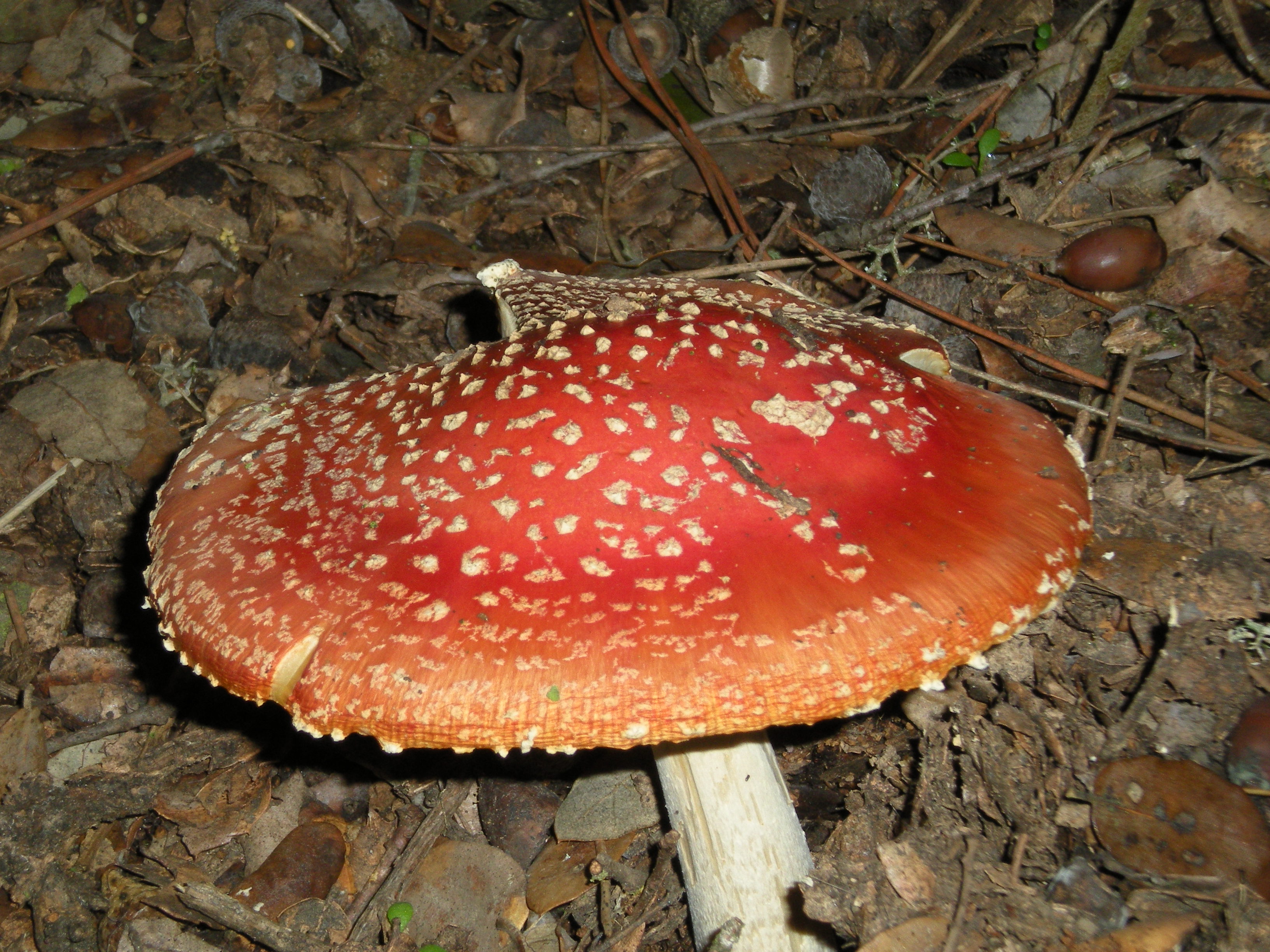 Seta: Amanita muscaria ó falsa oronja