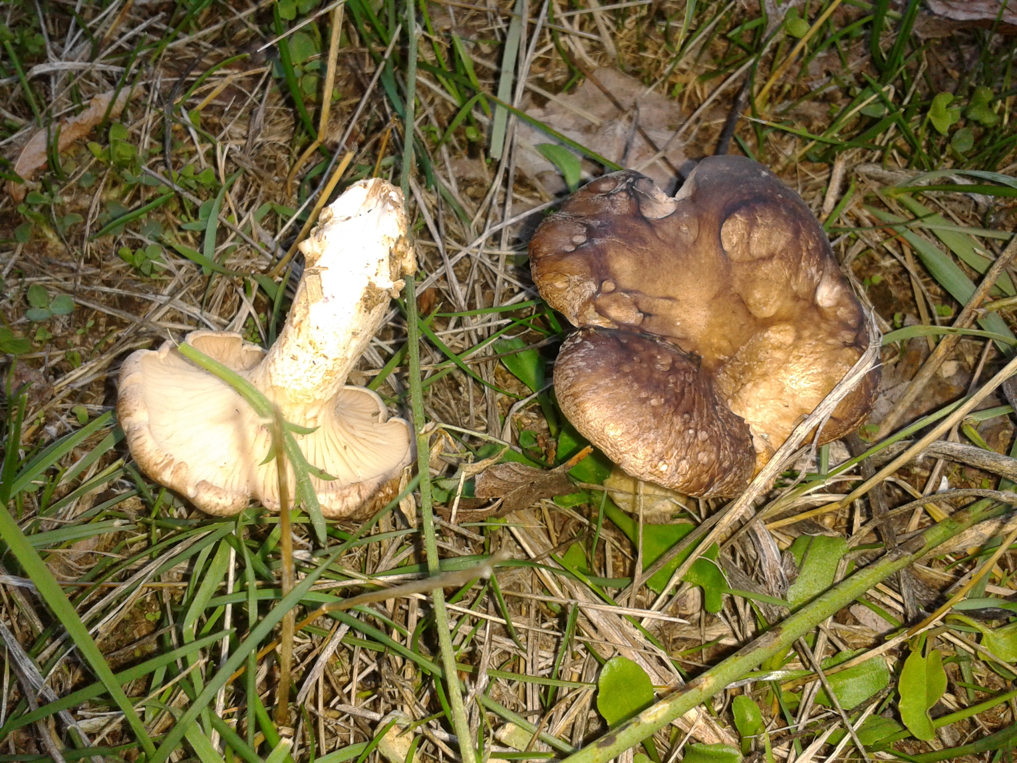 Setas de cardo