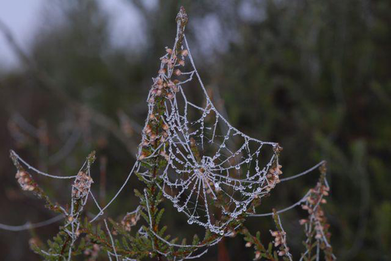 Tela de araña