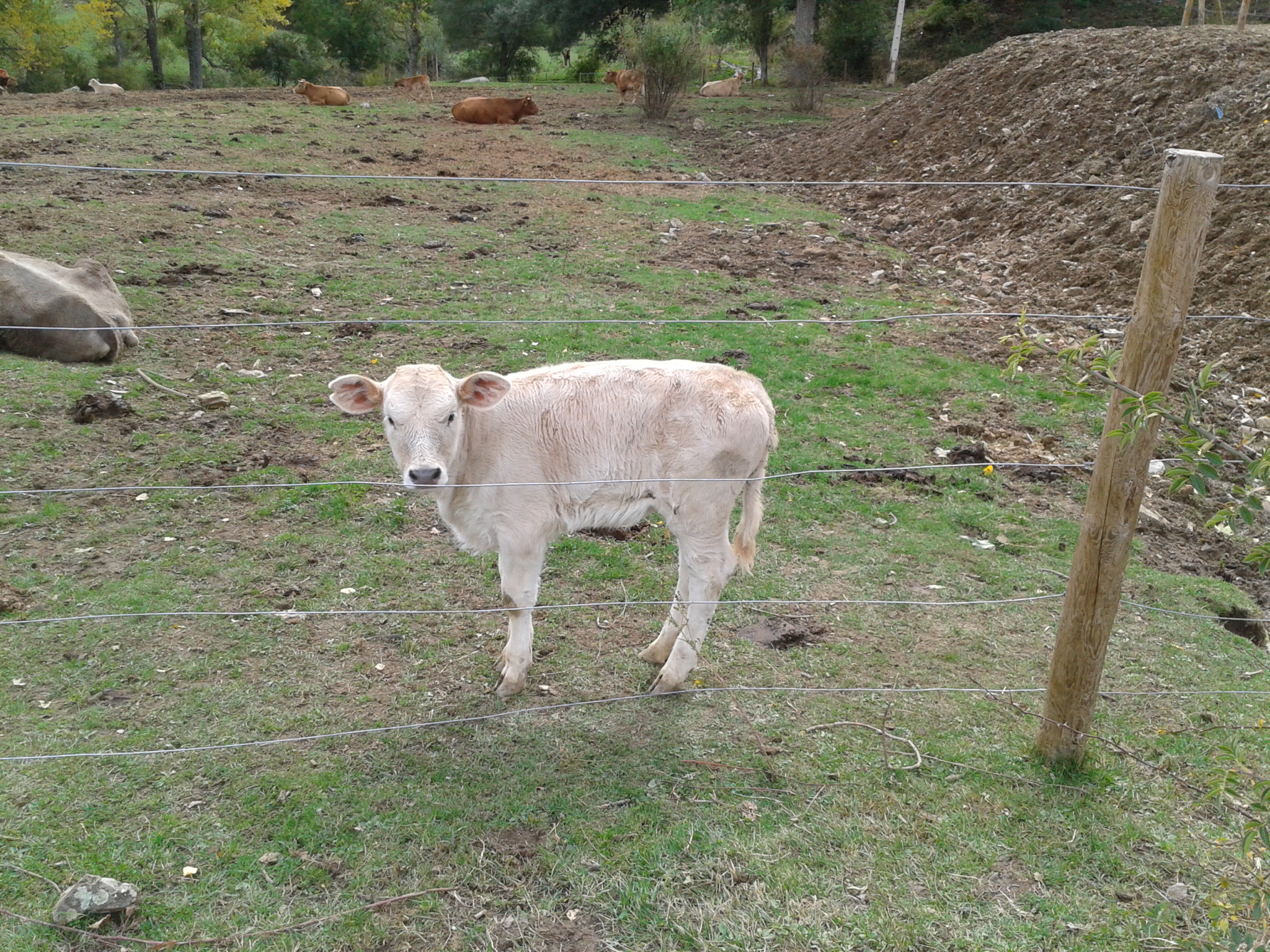 Ternero