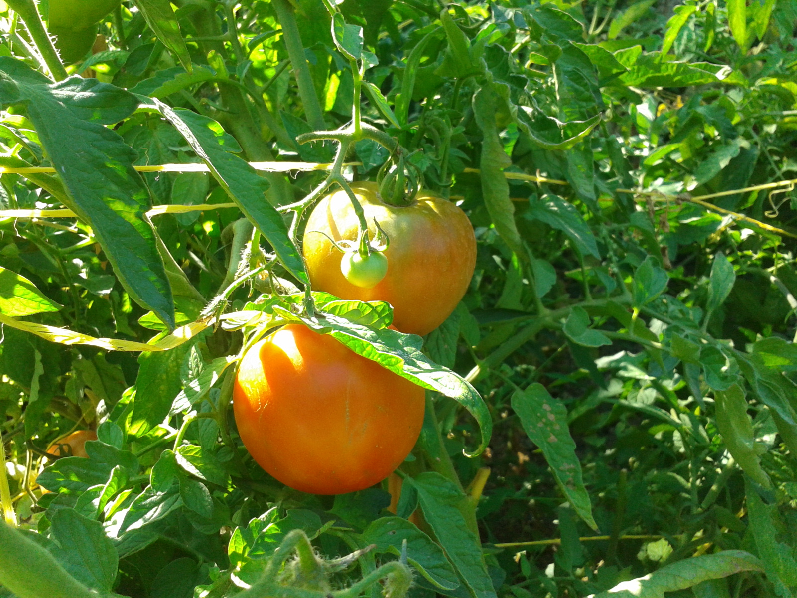Tomates