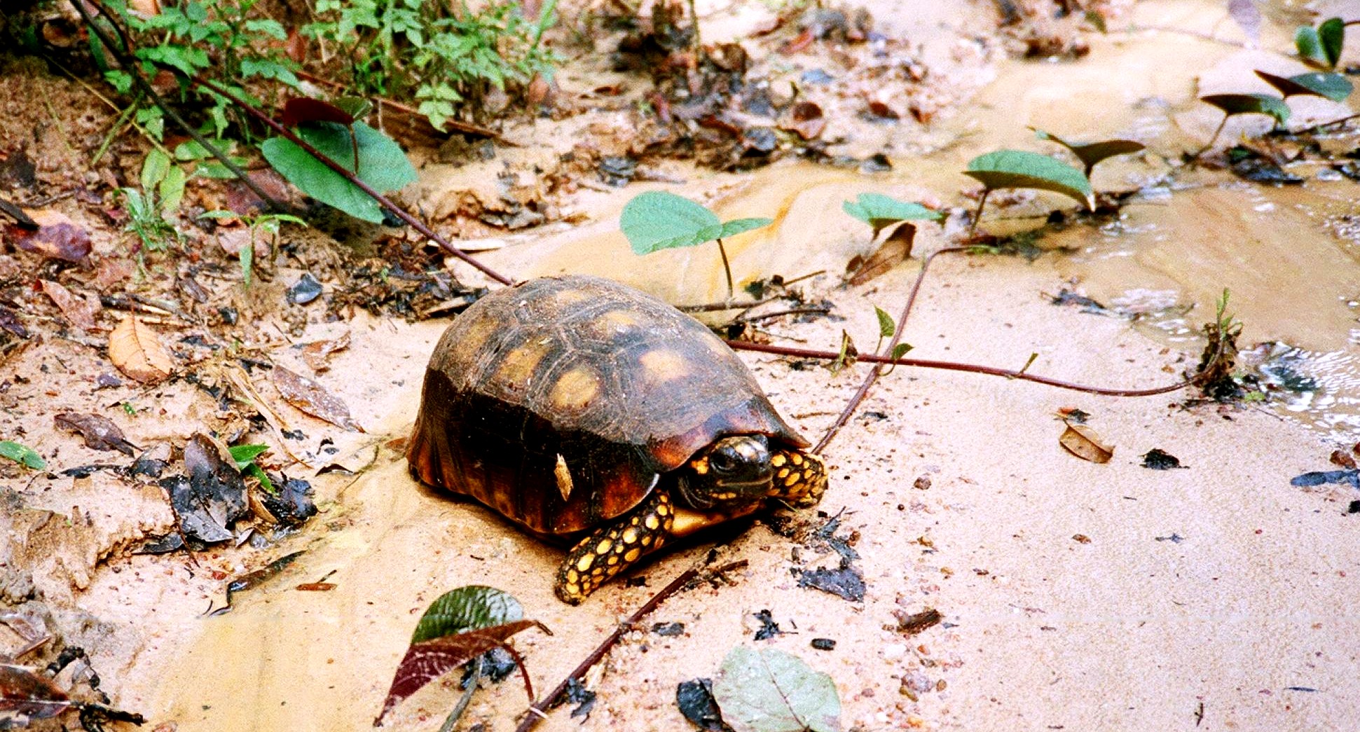 Tortuga