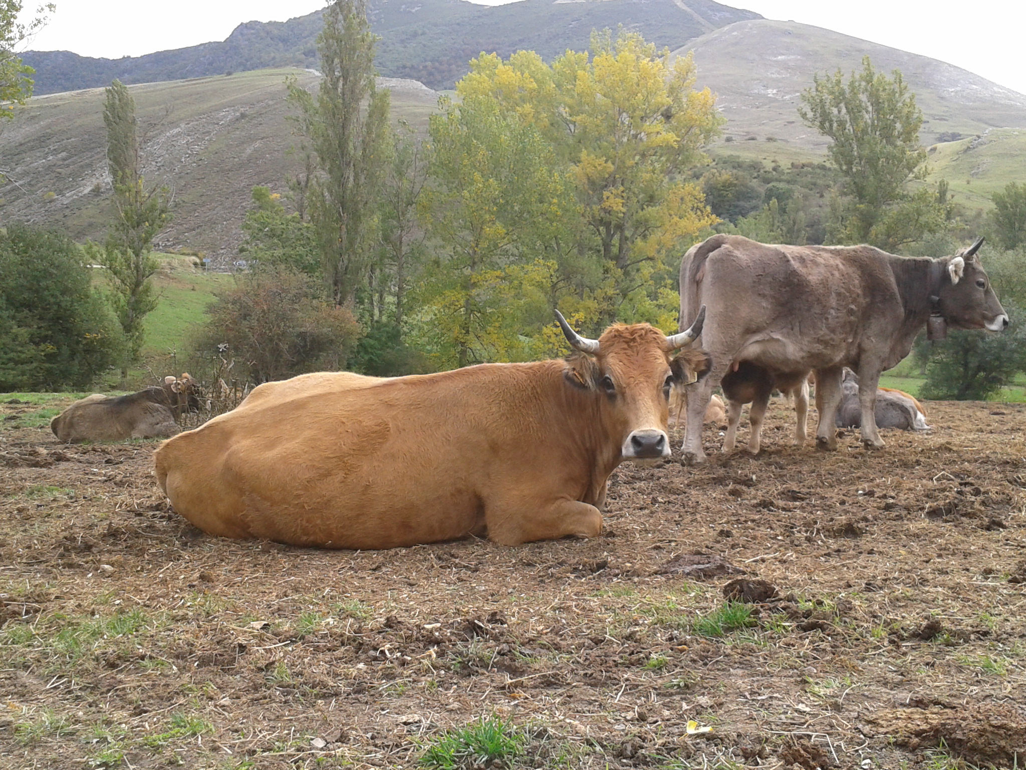 Vaca