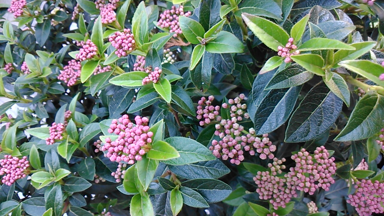 Viburnum tinus (durillo)