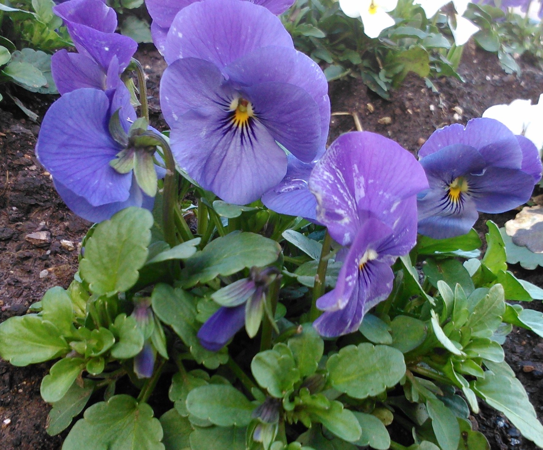 Viola x witrockiana (pensamiento)