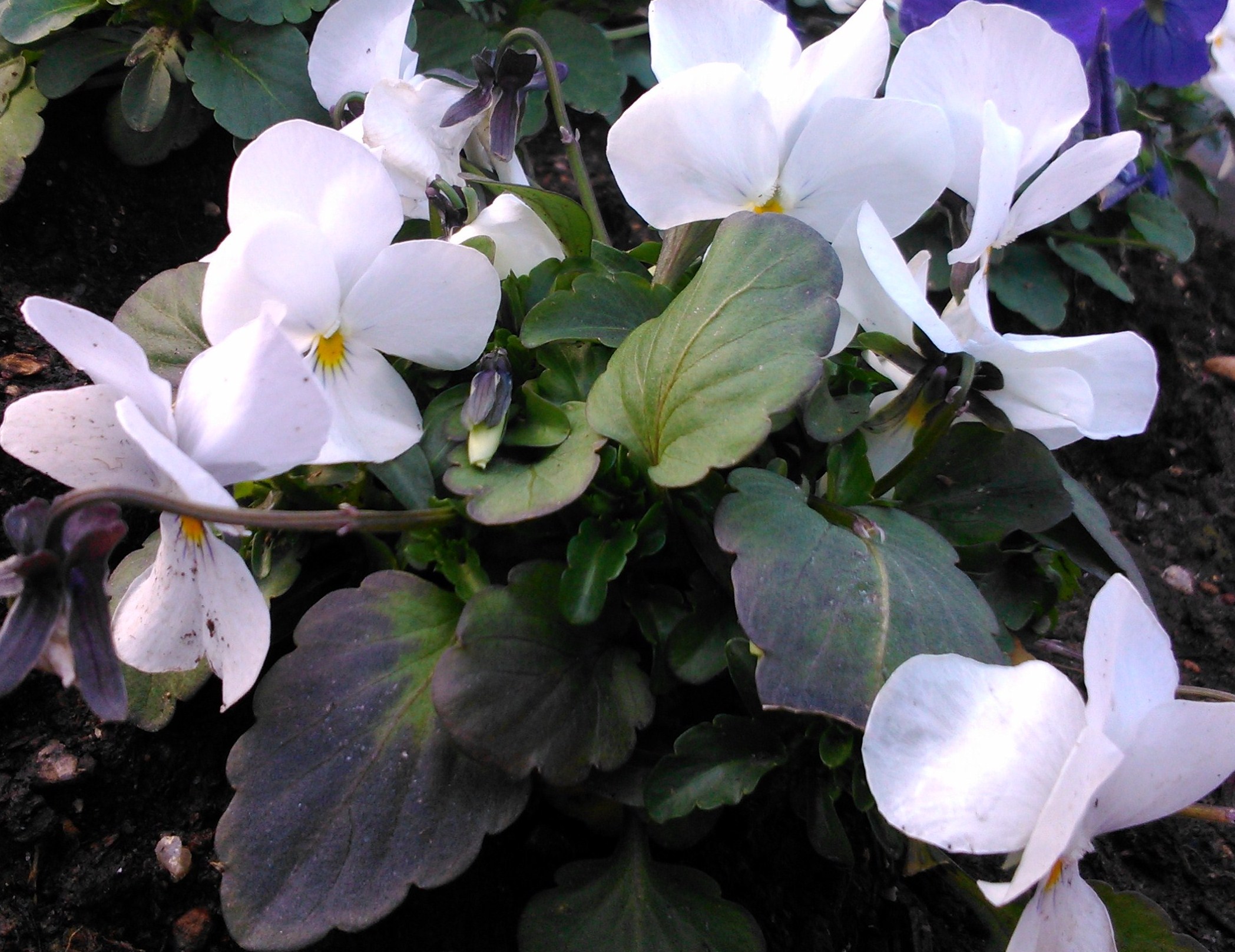 Viola x witrockiana (Pensamiento)
