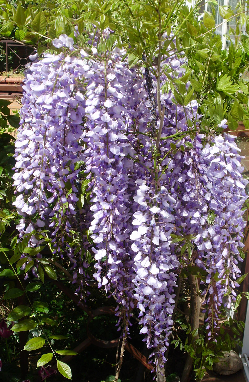 Wysteria o Glicinia en flor