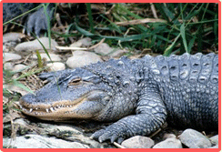 Reptil