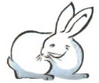 conejo
