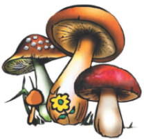 Hongos